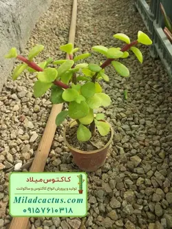 کراسولا خرفه ای