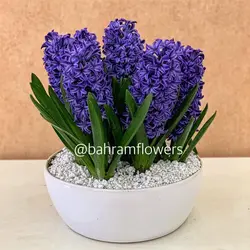 مجموعه سنبل 8 عددی