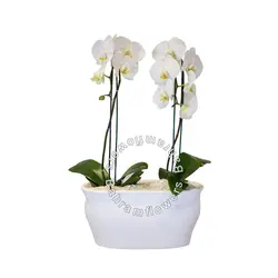 مجموعه ارکیده 2 عددی