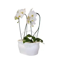 مجموعه ارکیده 2 عددی