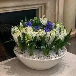 مجموعه سنبل ۲۵ عددی