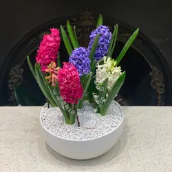 مجموعه سنبل ٥ عددي