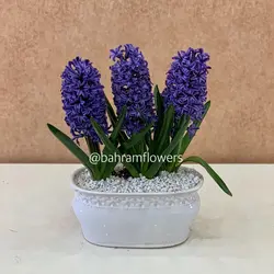 مجموعه سنبل 3 عددی