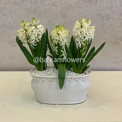 مجموعه سنبل 3 عددی