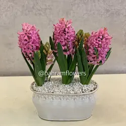 مجموعه سنبل 3 عددی