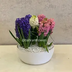 مجموعه سنبل 7 عددی