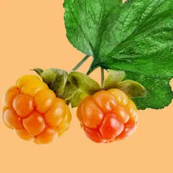 ماسک آبرسان کاکتوس و تمشک فریمن - فروشگاه اینترنتی بلیندا