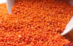 دال عدس باسان