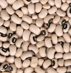 لوبيا چشم بلبلی تميزباسان