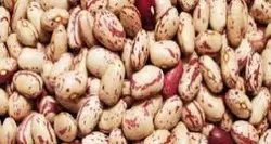 لوبيا چيتی تميز باسان