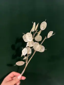 گل پولکی - گالری قاب