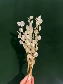 گل پولکی - گالری قاب