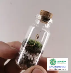 خرید تراریوم کوچک