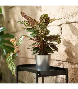 گلدان گیاه آیکیا، مدل ÅKERBÄR ، فولادی گالوانیزه 12 سانتی متر