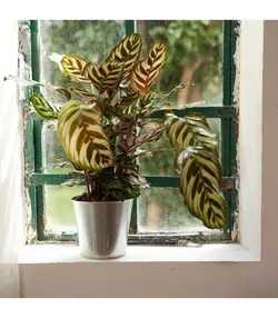 گلدان گیاه آیکیا، مدل ÅKERBÄR ، فولادی گالوانیزه 12 سانتی متر