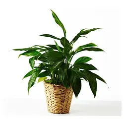 گلدان حصیری آیکیا مدل FRIDFULL