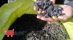 تخمه آفتابگردان اعلاء