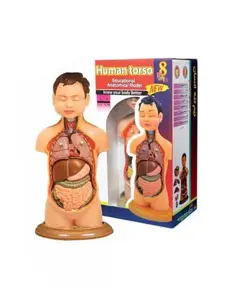مولاژ نیم تنه انسان 1/4