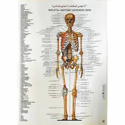 پوستر آناتومی اسکلت (نمای قدامی)