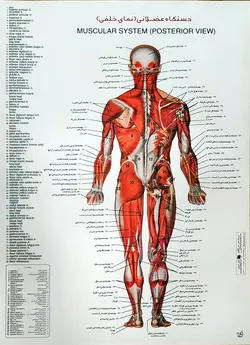 پوستر دستگاه عضلانی (نمای خلفی)