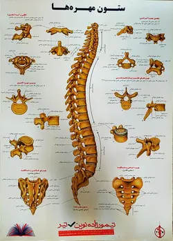 پوستر ستون مهره ها