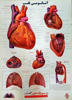 پوستر قلب