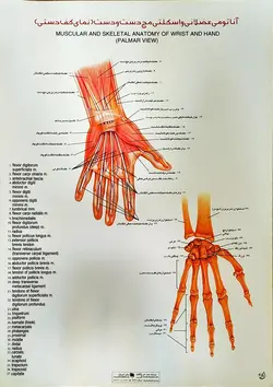 پوستر آناتومی عضلانی و اسکلتی مچ دست و دست (نمای کف دست)