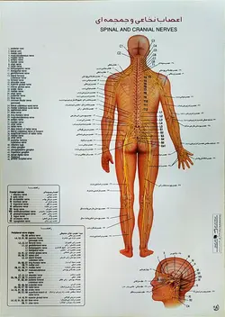 پوستر اعصاب نخاعی و جمجمه ای