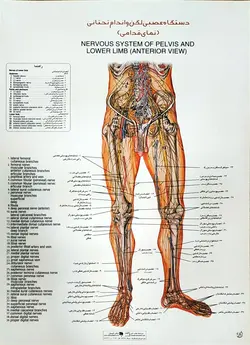 پوستر دستگاه عصبی لگن و اندام تحتانی