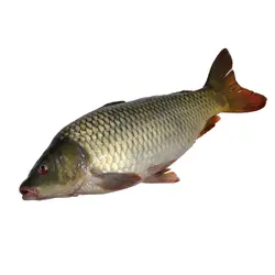 ماهی کپور آبشور