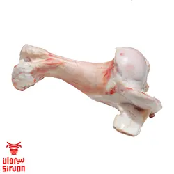 قلم گوساله