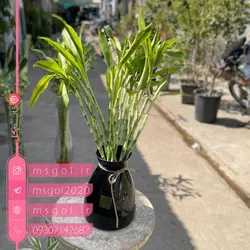 خرید و قیمت بامبو ابلق با کیفیت عالی در گلدان شیک -خانم گل