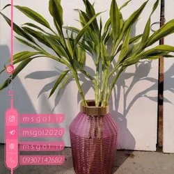 خرید و قیمت بامبو ابلق با کیفیت عالی در گلدان شیک -خانم گل