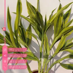 خرید و قیمت بامبو ابلق با کیفیت عالی در گلدان شیک -خانم گل