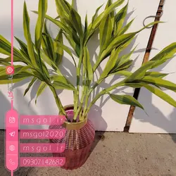 خرید و قیمت بامبو ابلق با کیفیت عالی در گلدان شیک -خانم گل