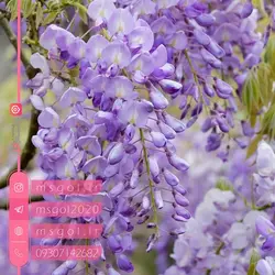 خرید و قیمت پیچ گلیسن گیاه رونده مناسب {بالکن، حیاط، باغچه}