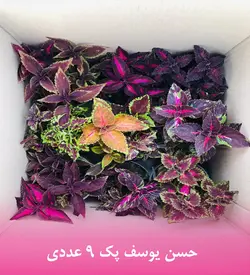 حسن یوسف پک 9 عددی سایز 11