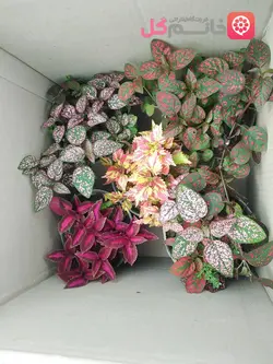 قیمت پک 5 تایی حسن یوسف و گل سنگ سایز 14 - خانم گل