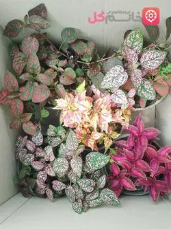 قیمت پک 5 تایی حسن یوسف و گل سنگ سایز 14 - خانم گل