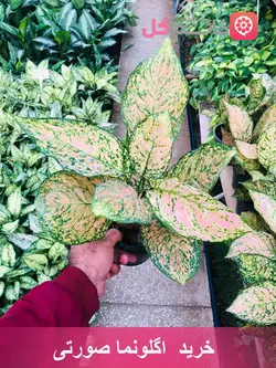 خرید و قیمت اگلونما صورتی سطل 3 ریشه پر - خانم گل