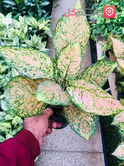 خرید و قیمت اگلونما صورتی سطل 3 ریشه پر - خانم گل