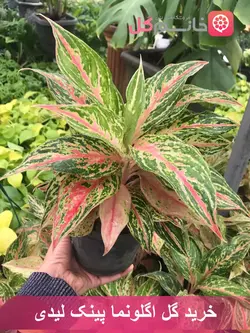 خرید و قیمت گل اگلونما پینک لیدی از گلخونه خانم گل سطل 3