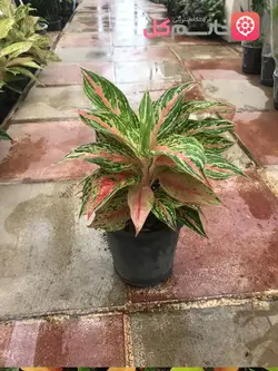 خرید و قیمت گل اگلونما پینک لیدی از گلخونه خانم گل سطل 3