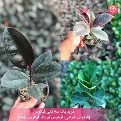 خرید پک سه تایی فیکوس | انواع گل فیکوس | قیمت انواع گل فیکوس
