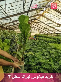 خرید گل فیکوس لیراتا سطل 7 در سایز های بزرگ و کوچیک