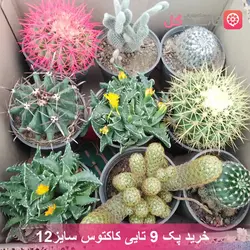 خرید پک 9 تایی کاکتوس سایز 12 | قیمت انواع کاکتوس با عکس