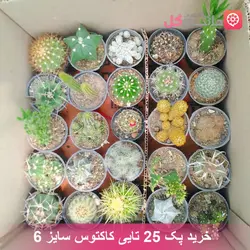خرید و قیمت پک 25 تایی کاکتوس سایز 6 با بهترین قیمت