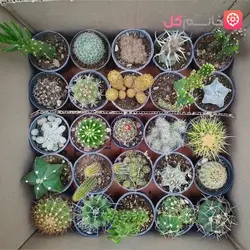 خرید و قیمت پک 25 تایی کاکتوس سایز 6 با بهترین قیمت