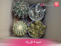 قیمت و خرید پک 4 تایی کاکتوس سایز 14 | خرید کاکتوس کوچک