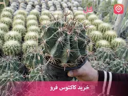 خرید و قیمت گل کاکتوس فرو | خرید بدون واسط از تولید کننده